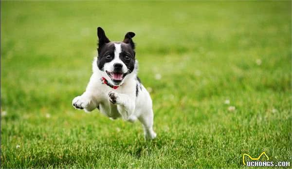 新手注意了!狗狗训练中常犯的五个错误!