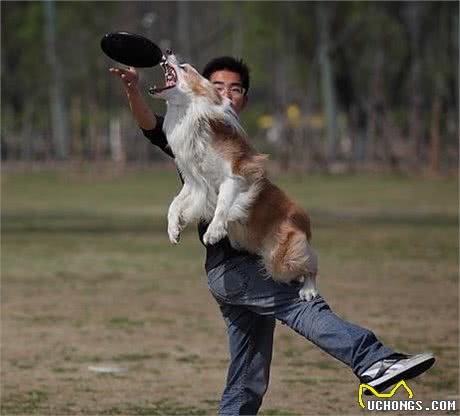 新手注意了!狗狗训练中常犯的五个错误!