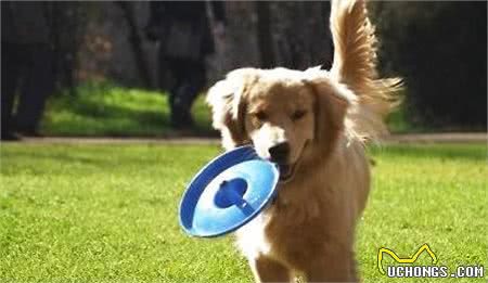 新手注意了!狗狗训练中常犯的五个错误!