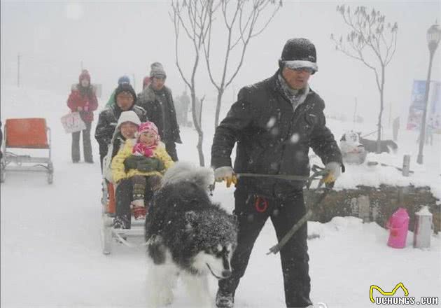 西岭雪山“狗拉雪橇”项目疑虐狗遭质疑景区：暂停项目运营