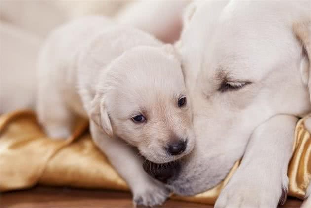 不比大狗健壮，幼犬易受低血糖影响，这7种症状主人要警惕