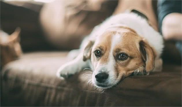 狗狗无精打采不吃犬粮怎么了如何应对狗狗不吃饭