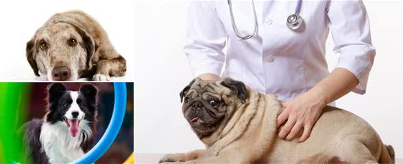 狗狗生病了在家就能够做的检查