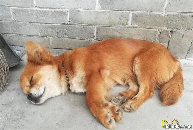 狗狗的每一种睡姿，都是一种性格表达