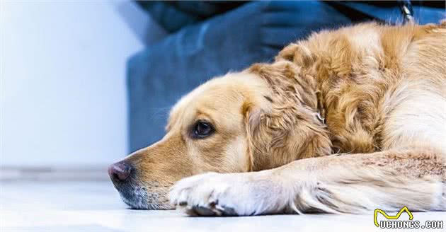 什么是犬幽门螺杆菌？主人需要特别注意预防，这是一种人畜共患病