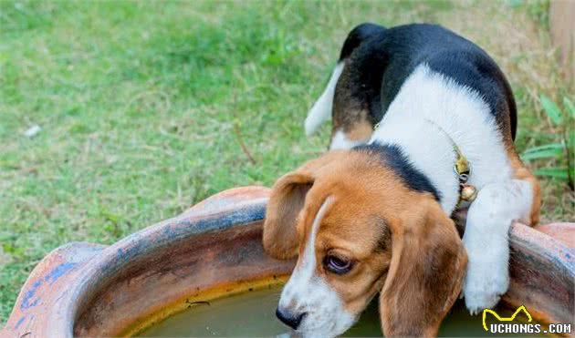 什么是犬幽门螺杆菌？主人需要特别注意预防，这是一种人畜共患病