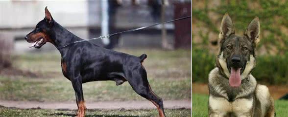 原来这几种才是最好护卫犬，你知道吗？