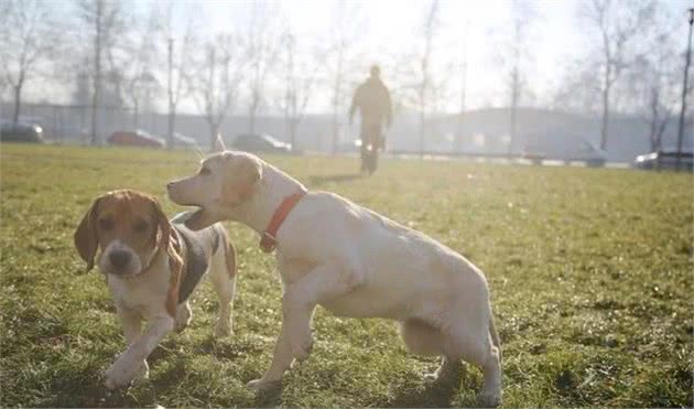 狗狗怕人还怕狗，训犬师教你3招，养出自信温顺的狗狗