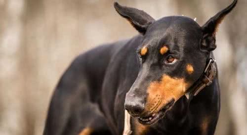 智商排列前五的犬的品种，你知道吗？贵宾犬居然只能排第二？