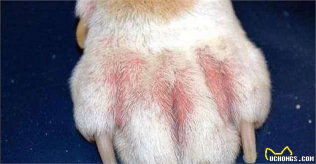 狗狗：主人我不想每天洗脚，我要远离脚气—犬趾间腺炎