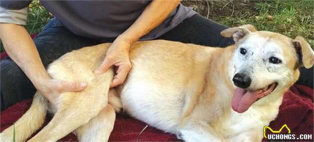 老年犬都会得关节炎？仔细察看狗狗，关节炎会让它出现这7个症状