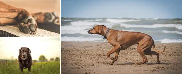 老年犬都会得关节炎？仔细察看狗狗，关节炎会让它出现这7个症状