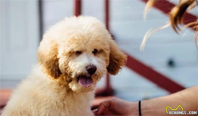 爱犬乱拉怎么办?4种方法教你训练狗狗定点排便