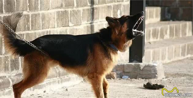 爱犬乱拉怎么办?4种方法教你训练狗狗定点排便