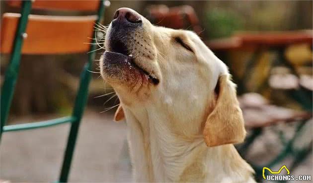 爱犬乱拉怎么办?4种方法教你训练狗狗定点排便