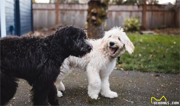 爱犬乱拉怎么办?4种方法教你训练狗狗定点排便