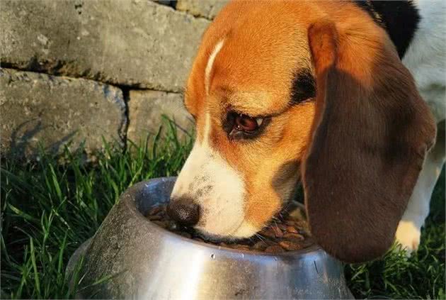 爱犬乱拉怎么办?4种方法教你训练狗狗定点排便