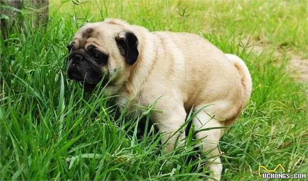 爱犬乱拉怎么办?4种方法教你训练狗狗定点排便