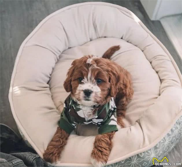 爱犬乱拉怎么办?4种方法教你训练狗狗定点排便