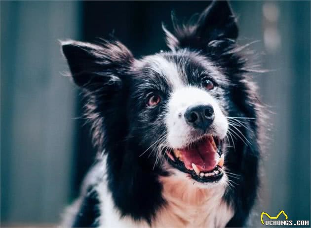 爱犬乱拉怎么办?4种方法教你训练狗狗定点排便
