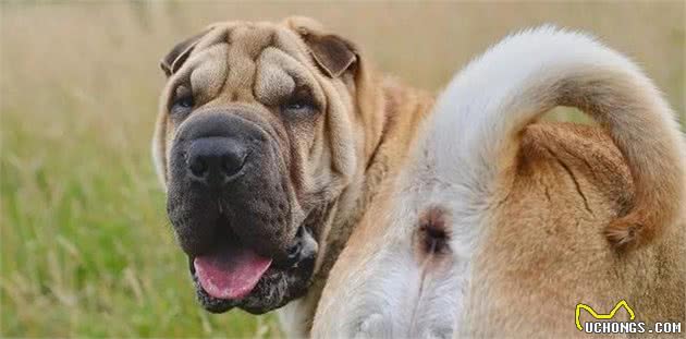 爱犬乱拉怎么办?4种方法教你训练狗狗定点排便