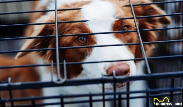 爱犬乱拉怎么办?4种方法教你训练狗狗定点排便