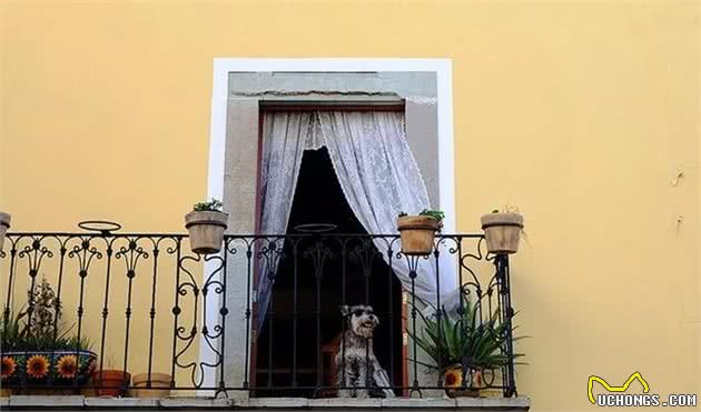 爱犬乱拉怎么办?4种方法教你训练狗狗定点排便