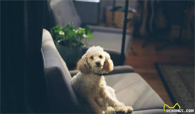 爱犬乱拉怎么办?4种方法教你训练狗狗定点排便