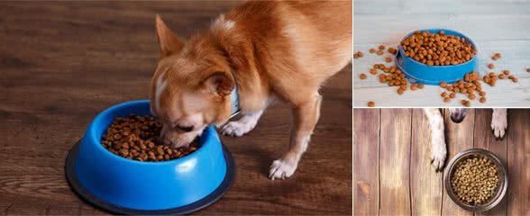 宠物食物安全问题要注意！之犬粮篇