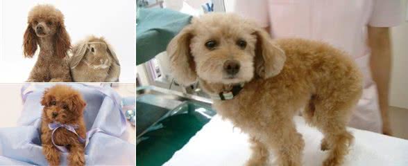 玩具贵宾犬颜色玩具贵宾犬有五种常见颜色