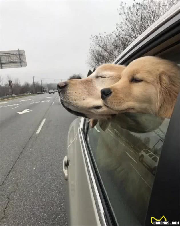 导盲犬一生压抑自己的天性，你能够不爱狗，但请尊重它们