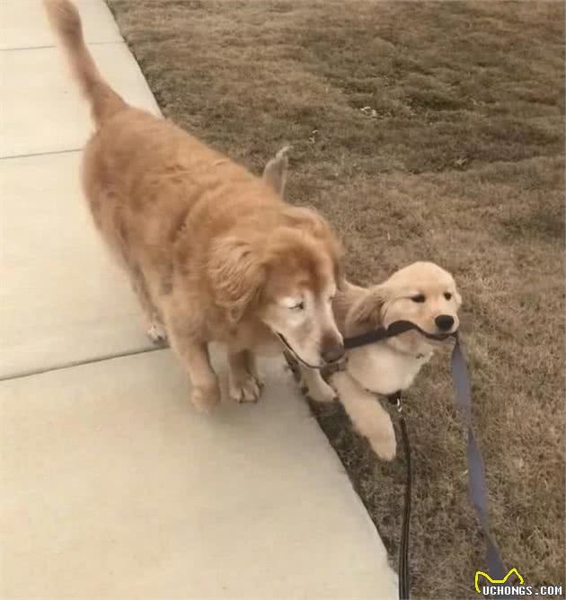 导盲犬一生压抑自己的天性，你能够不爱狗，但请尊重它们