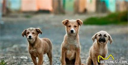 训狗狗需要注意的五大原则，全球首席训犬大师一次告诉你