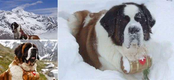 雪山上的搜救员—圣伯纳犬