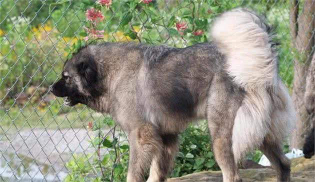 中国巨型猛犬的代表，并不是藏獒，而是隐秘在东北大山中的神秘猛犬