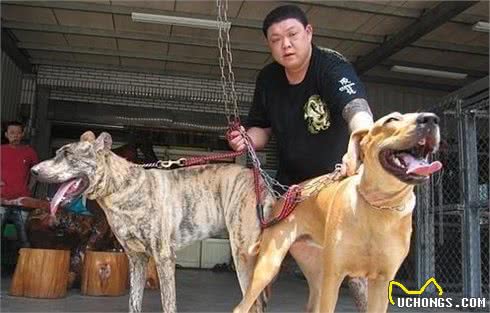 中国巨型猛犬的代表，并不是藏獒，而是隐秘在东北大山中的神秘猛犬