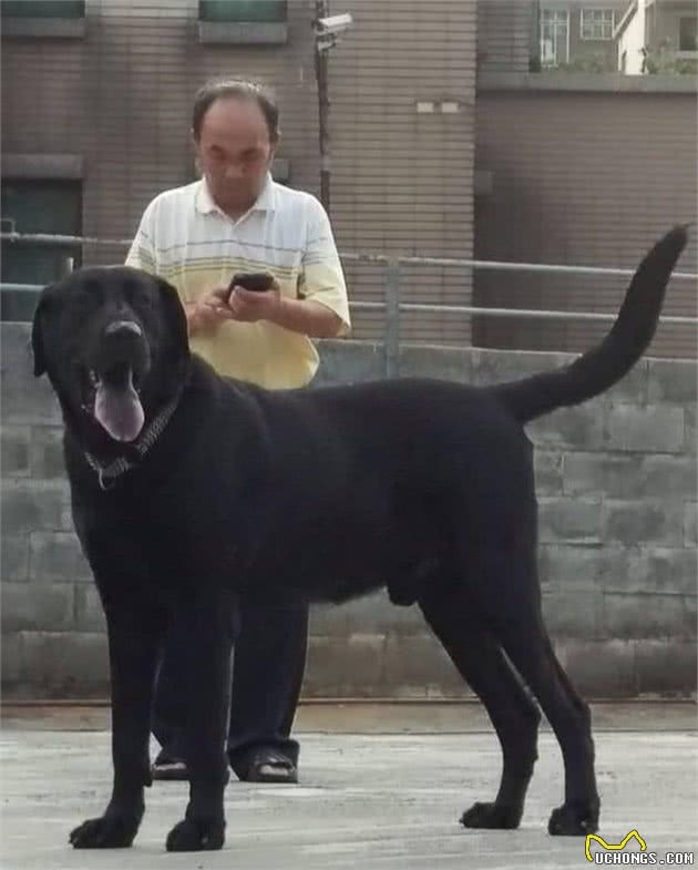 中国巨型猛犬的代表，并不是藏獒，而是隐秘在东北大山中的神秘猛犬