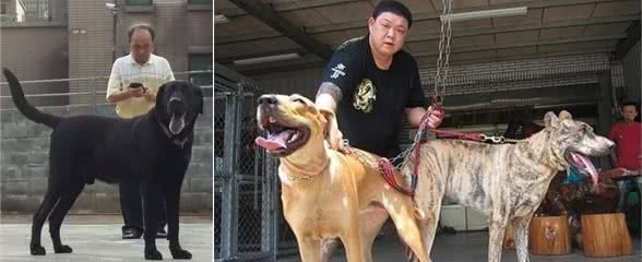 中国巨型猛犬的代表，并不是藏獒，而是隐秘在东北大山中的神秘猛犬