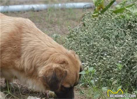 把握这些方法，制止你家爱犬随地捡食其实不难