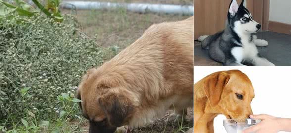 把握这些方法，制止你家爱犬随地捡食其实不难
