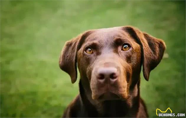 如何分辨拉布拉多幼犬的品相，与市面上的串串有何不同？