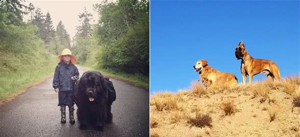 适合家庭饲养的4种大型犬，它的外形好像藏獒，但性情温顺如水