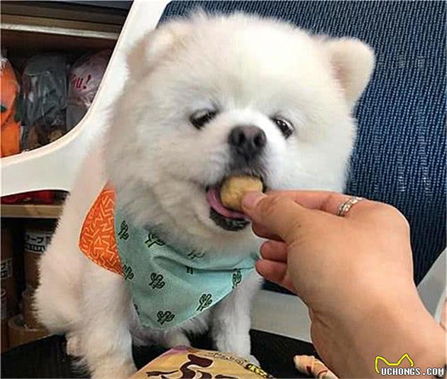 狗狗其实不适合过度饱食，主人错误的喂食方法，最终只会令爱犬受伤