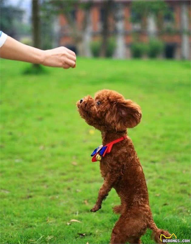 高智商的泰迪犬会有这些行为，你家的有吗？