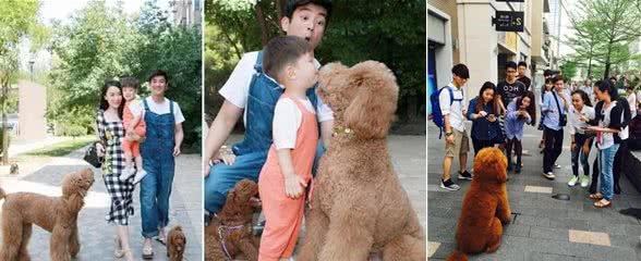 价格高的“巨型贵宾犬”，值得入手吗？网友：虽然贵，但性价比高