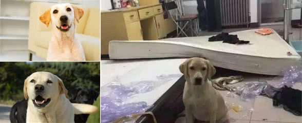 拉布拉多犬的7大缺陷，劝你别养