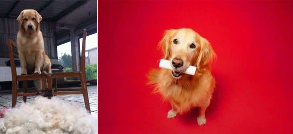 养金毛犬好吗？分析它的6大优缺陷，一目了然！