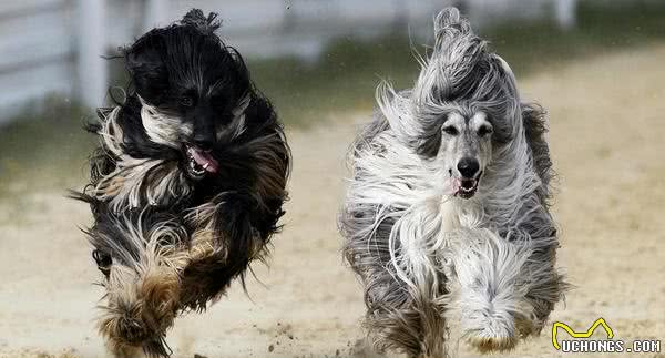 阿富汗猎犬好养吗？