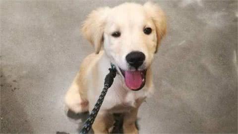 为什么狗狗越养越瘦？多半是这些原因“作祟”，不能忽视了