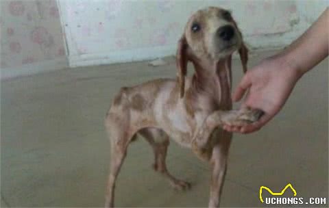 为什么狗狗越养越瘦？多半是这些原因“作祟”，不能忽视了